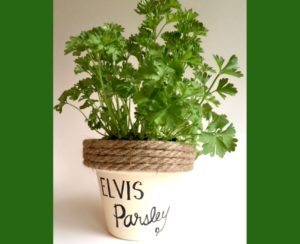 This always makes me smile! Elvis Parsley Plant Pun in a painted flower pot. Fun Gift! mybrightideasblog.com