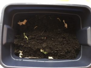 Use soil to cover the compost kitchen peelings, red wiggler worms, shredded paper in your worm bin. mybrightideasblog.com