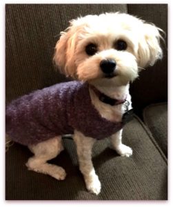 How to make a small dog sweater by upcycling a wool sweater. Easy to make and no sewing! mybrightideasblog.com